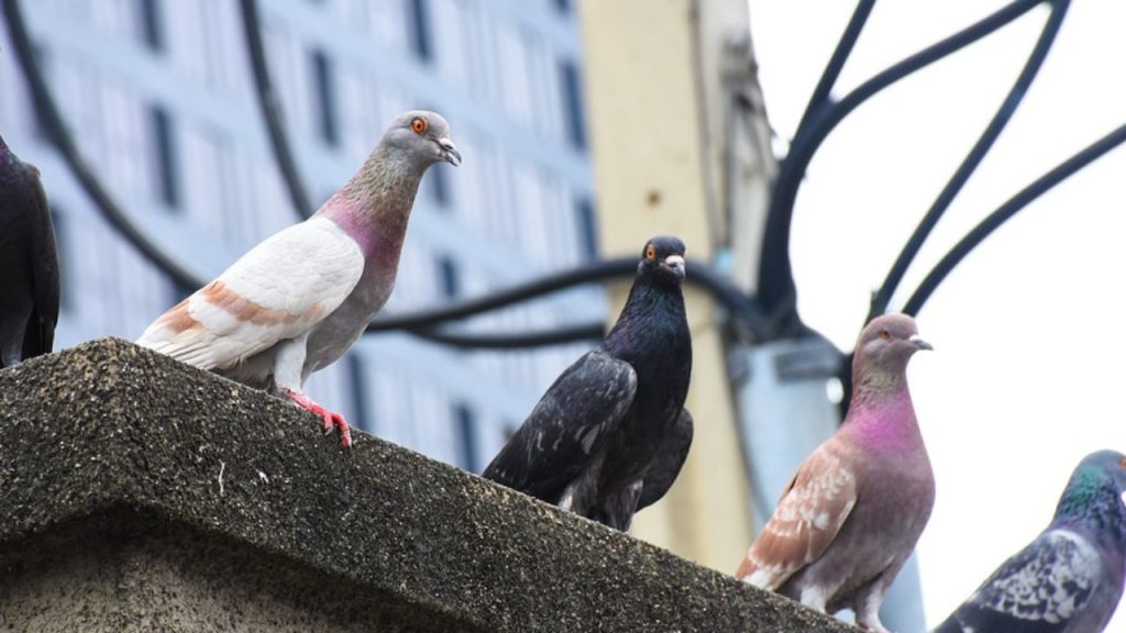 Filets anti volatiles LMP